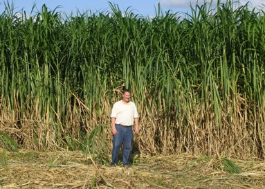 Cỏ Trưởng Thành Cỏ Trưởng Thành