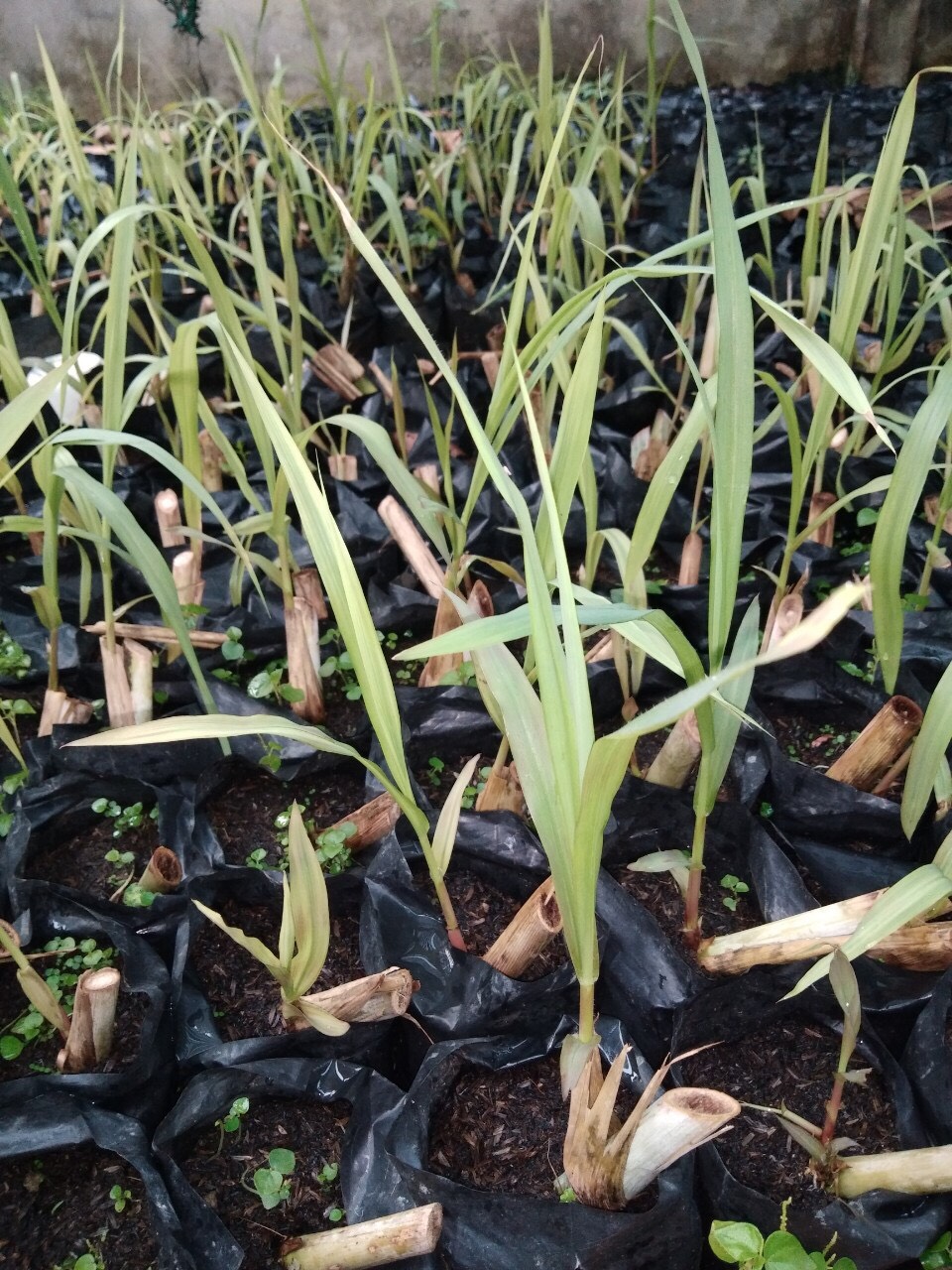 Cỏ 1 tuần tuổi (1 week) Cỏ 1 tuần tuổi (1 week)