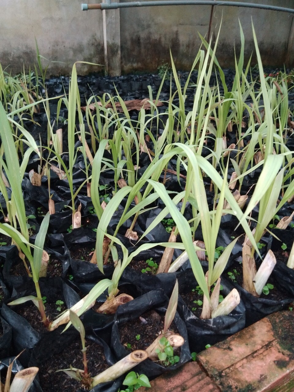 Cỏ 1 tuần tuổi (1 week) Cỏ 1 tuần tuổi (1 week)